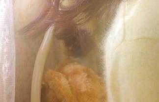 最新曝光，黑料91的味道越来越重，简直是吃瓜界的“重口味”代表。